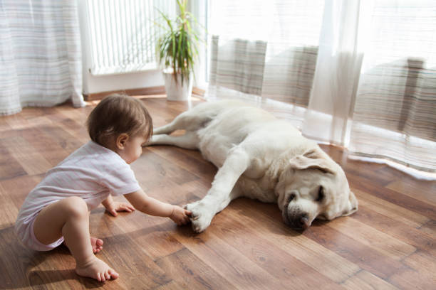 Kid playing with dog | Carpets And More, Inc