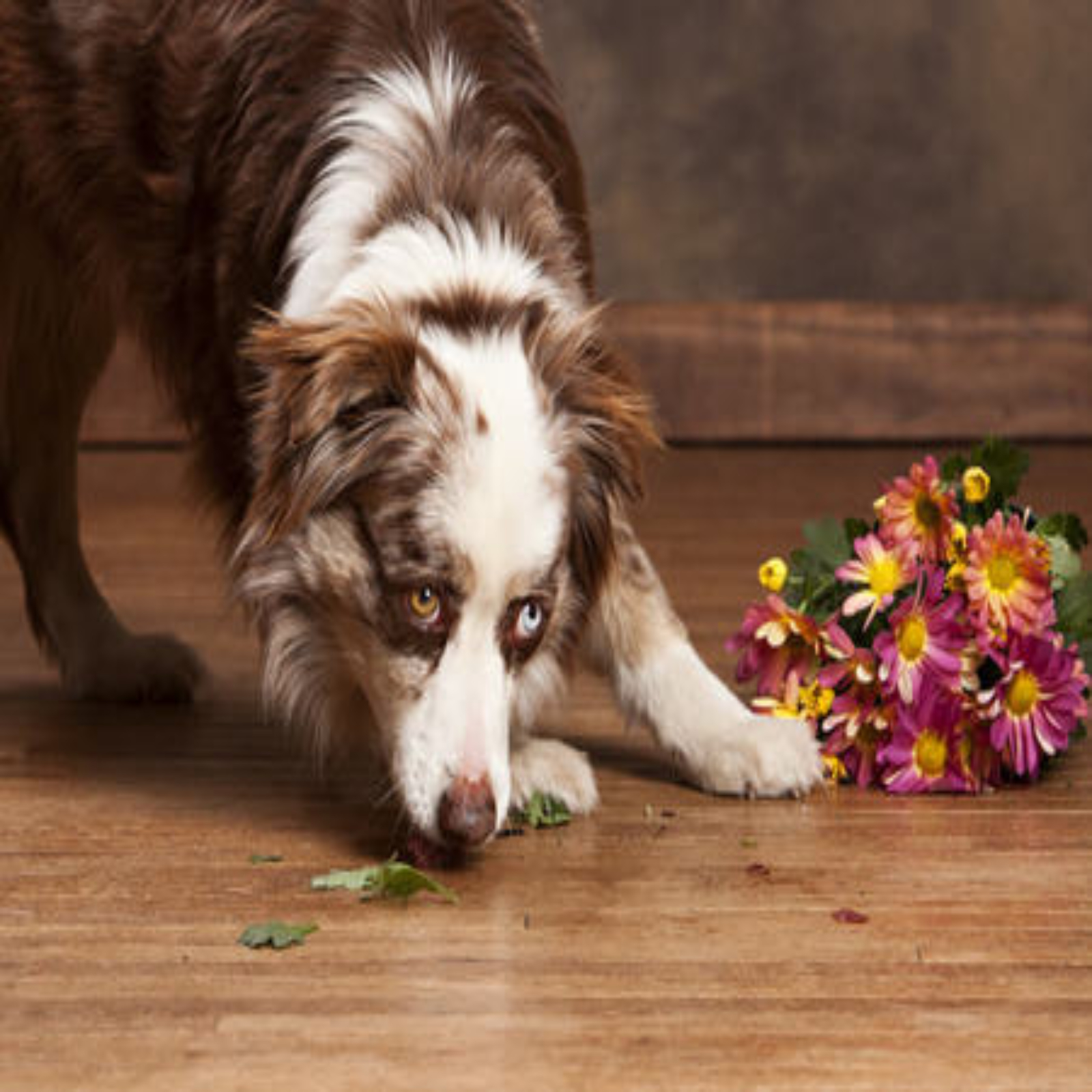 Dog on hardwood floor | Carpets And More, Inc